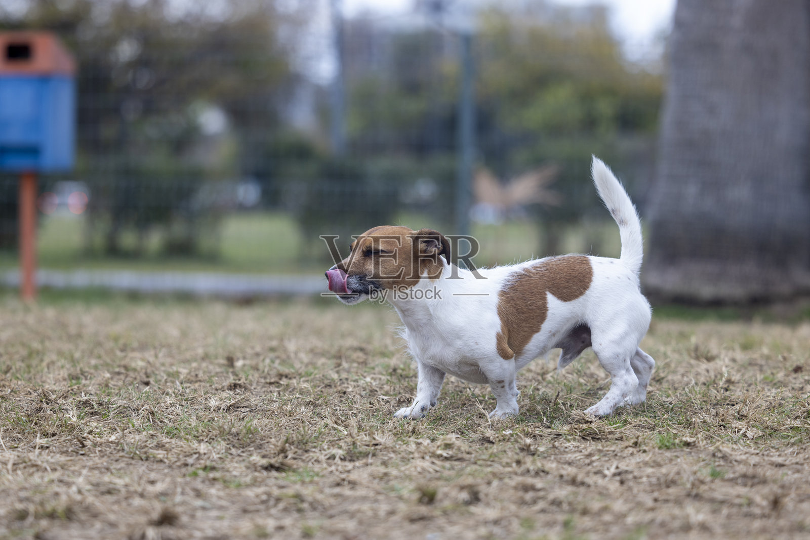 在狗公园里玩耍的狗狗照片摄影图片