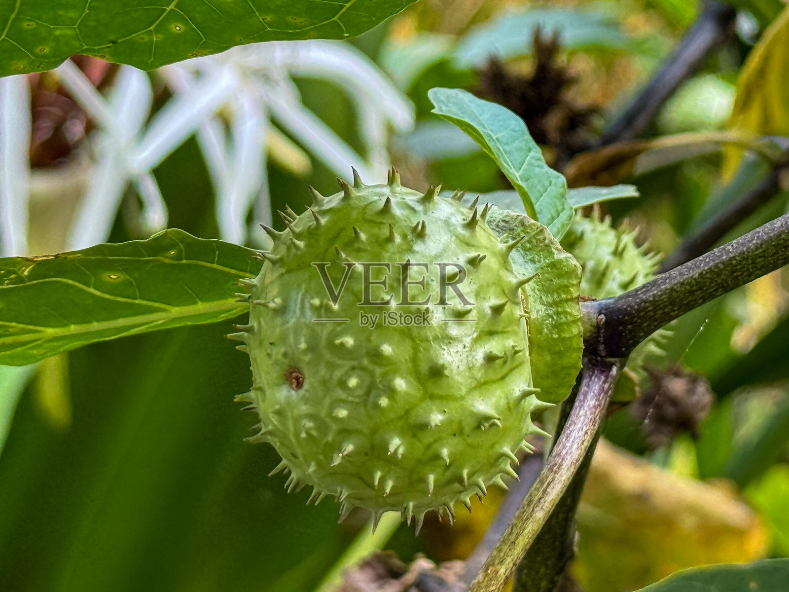 自然栖息地中带刺绿色果实的曼陀罗植物特写。曼陀罗植物照片摄影图片
