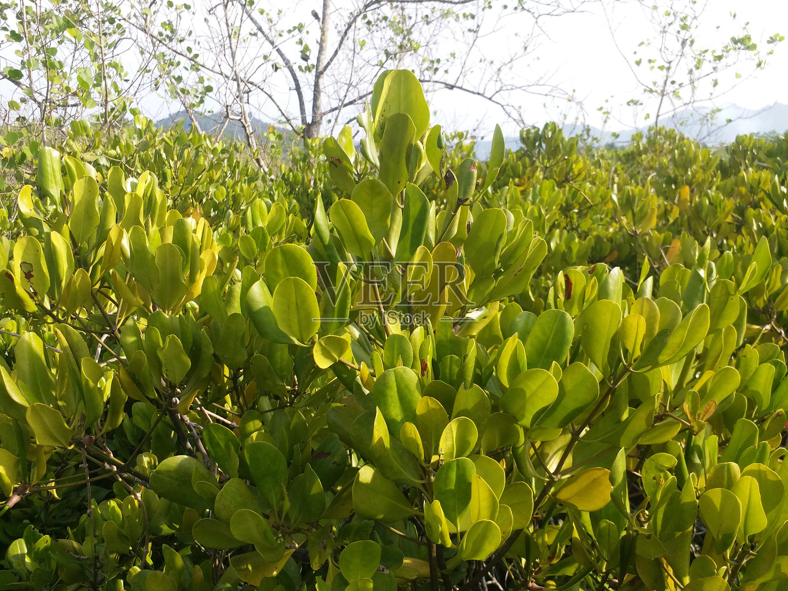 亚洲海岸的红树林森林，风景优美照片摄影图片