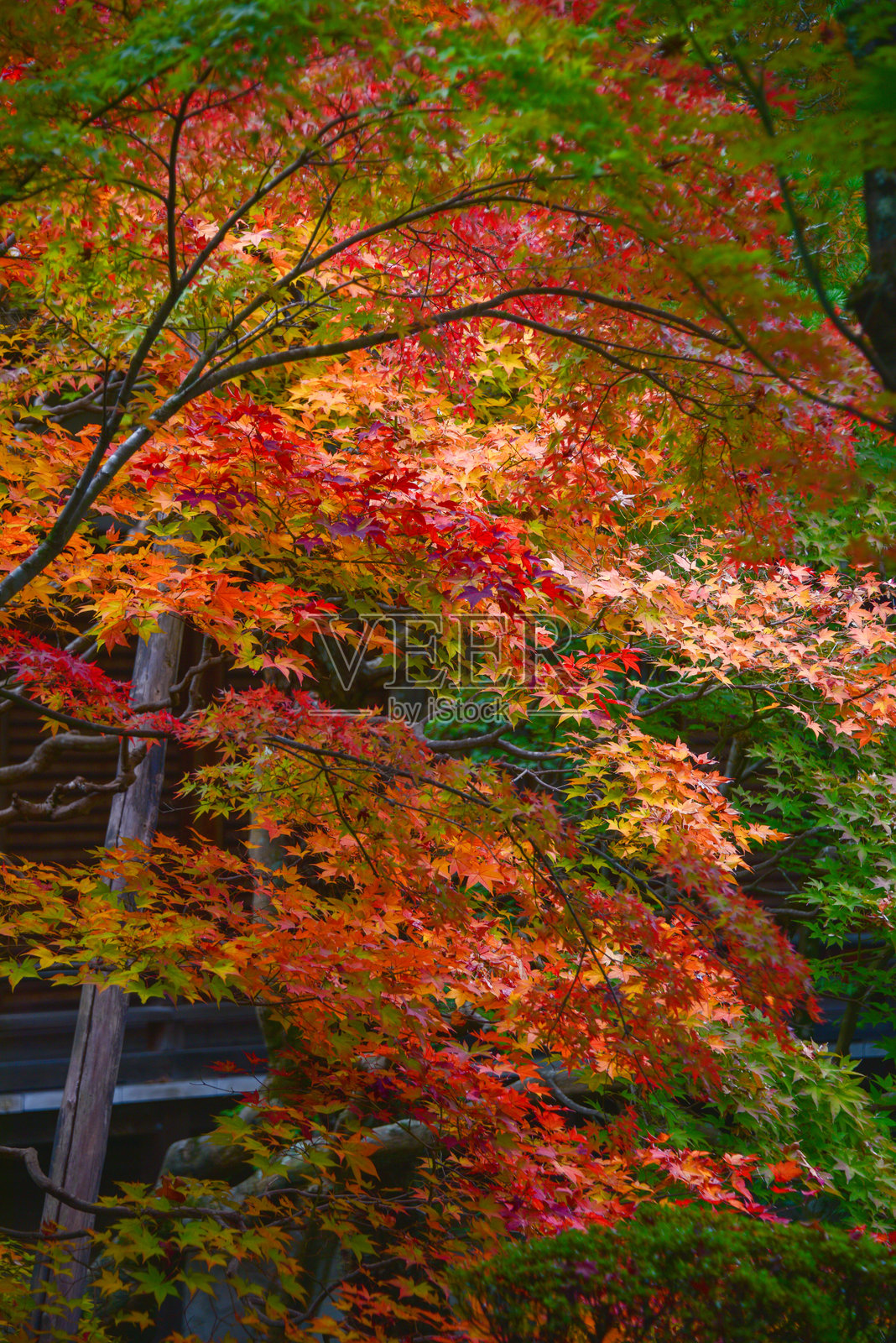 京都秋天红叶景观照片摄影图片