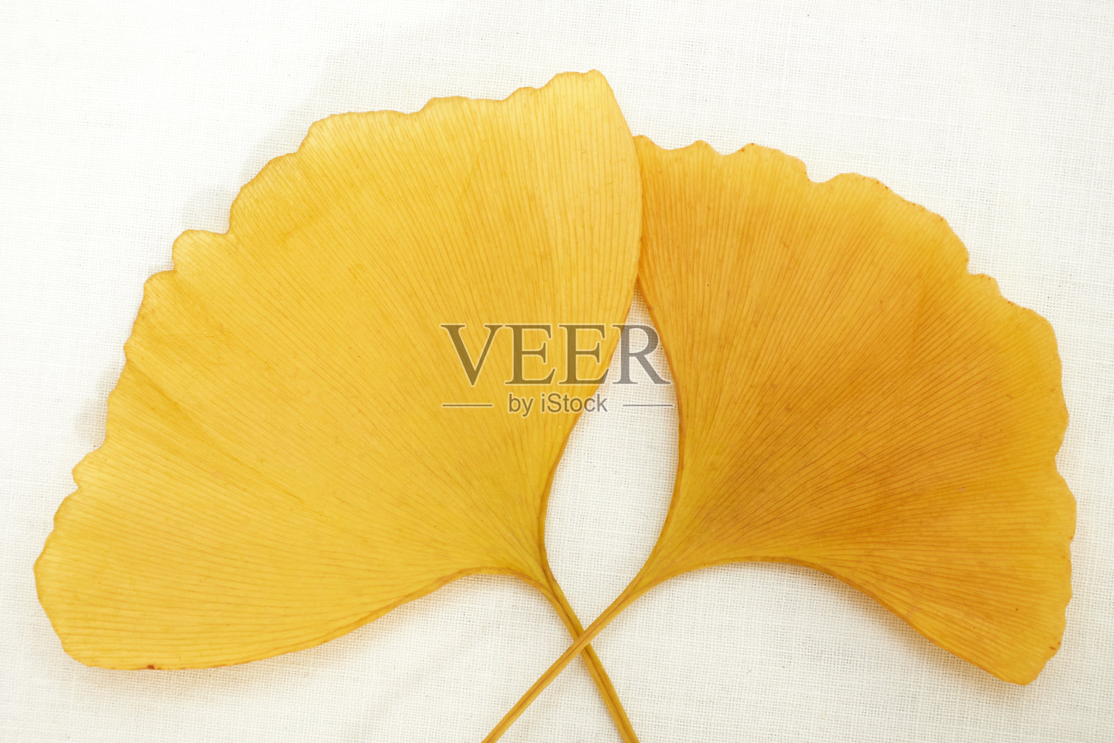 黄色的银杏叶。照片摄影图片