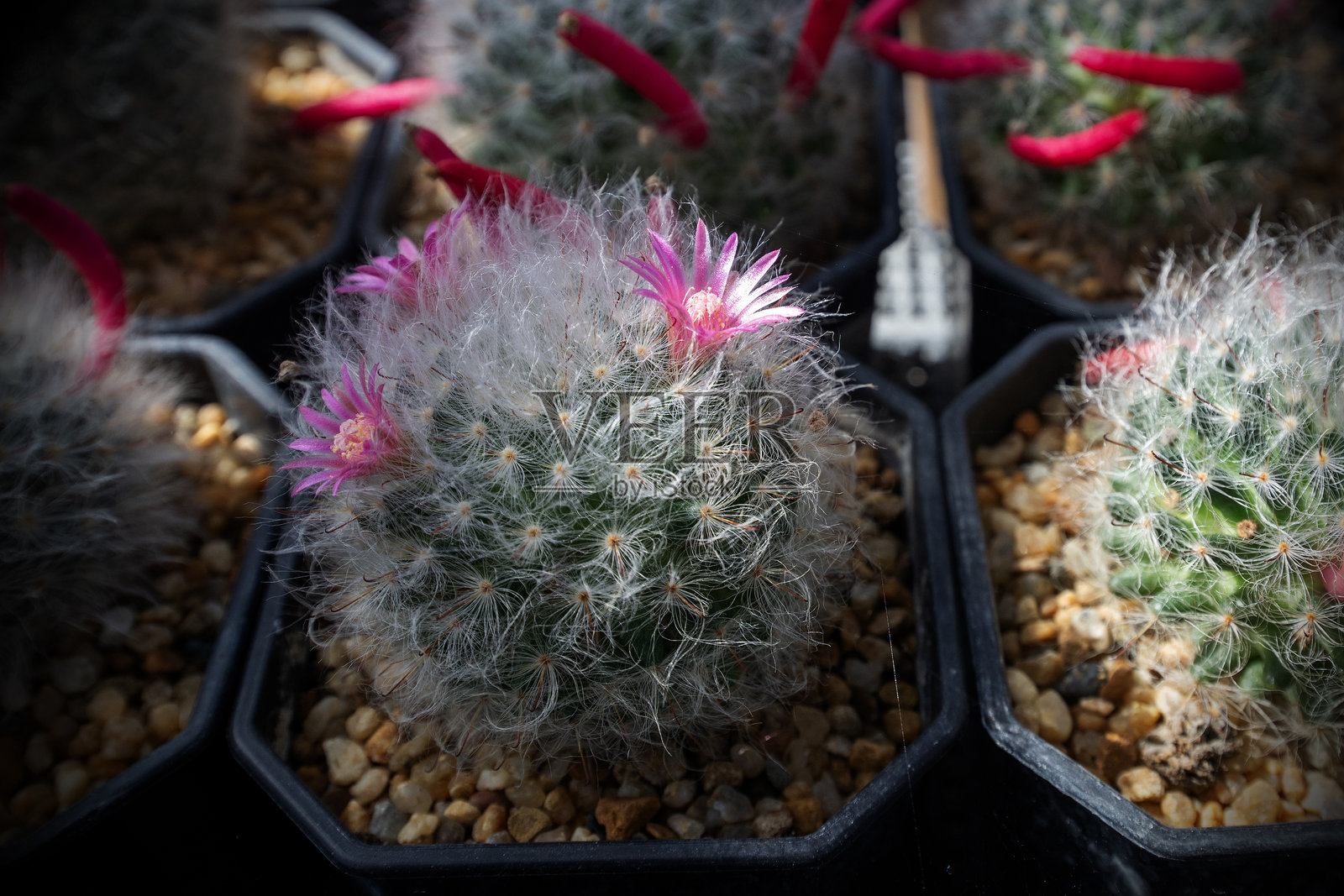 可爱的毛茸茸白色仙人掌上盛开着粉色的仙人掌花。照片摄影图片