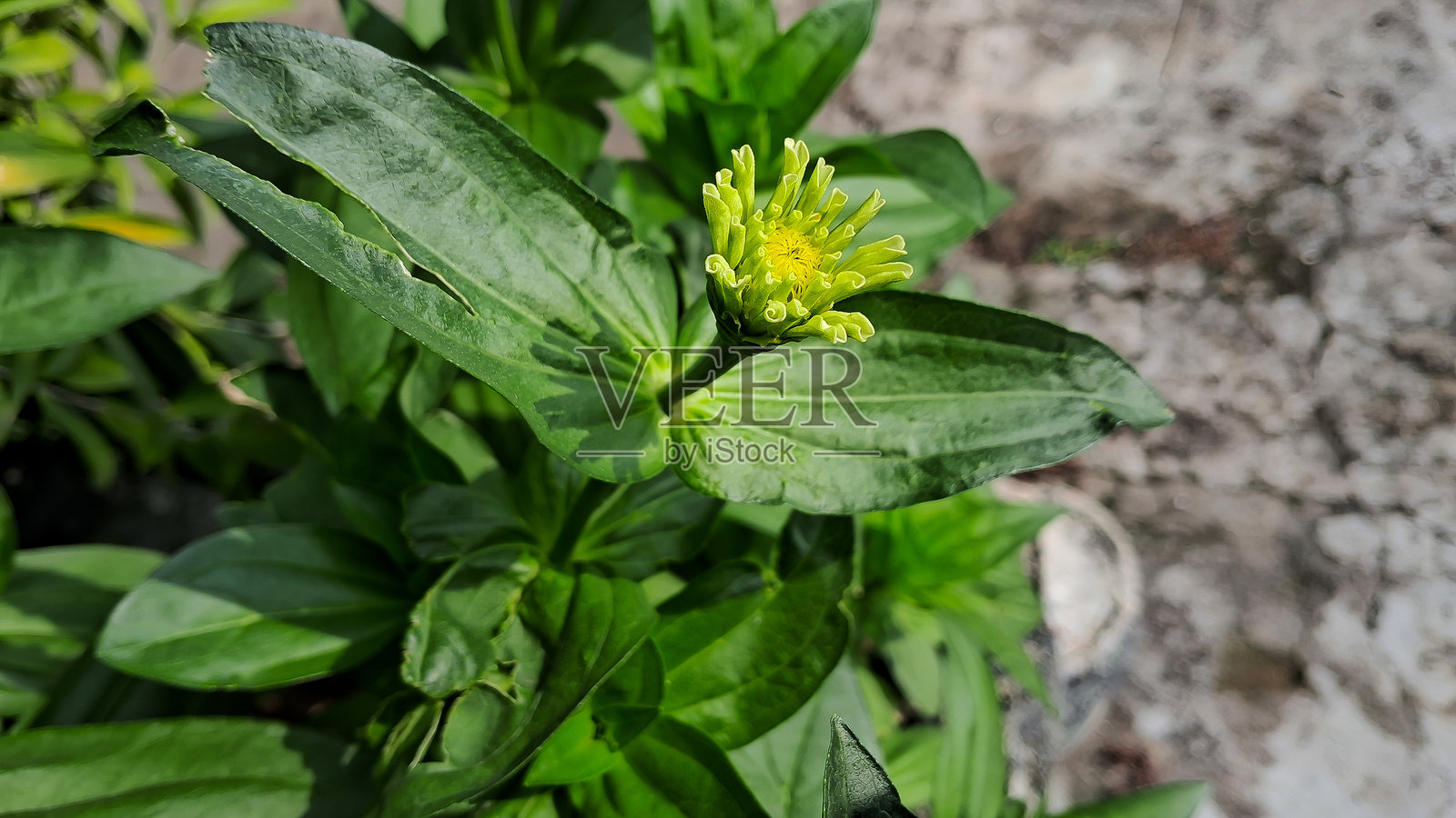 展开百日草花蕾的花瓣照片摄影图片