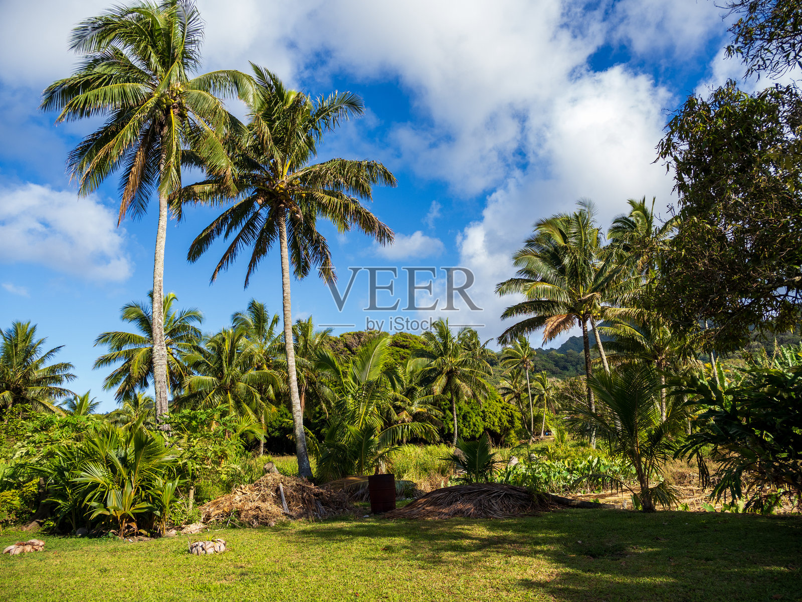 库克群岛之旅照片摄影图片