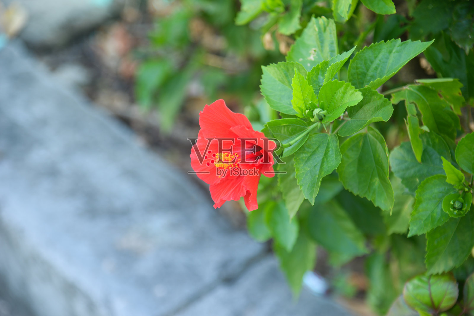 盛开的红色木槿花与丰盛的叶子照片摄影图片