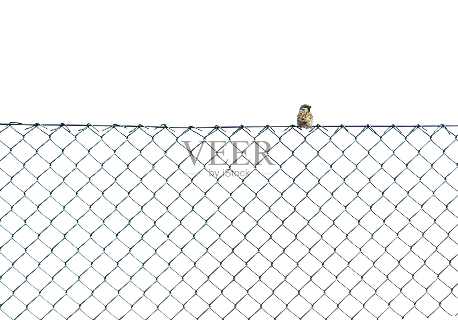 麻雀栖息在链条围栏上，背景是晴朗的天空照片摄影图片