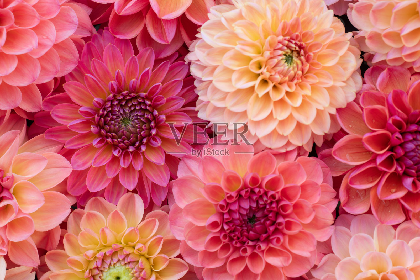 粉色大丽花盛开背景。珊瑚色和腮红色大丽花特写。花卉壁纸。照片摄影图片