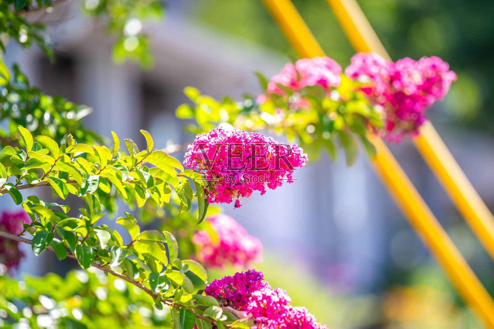 亚利桑那州帕塔戈尼亚州立公园的紫薇花照片摄影图片