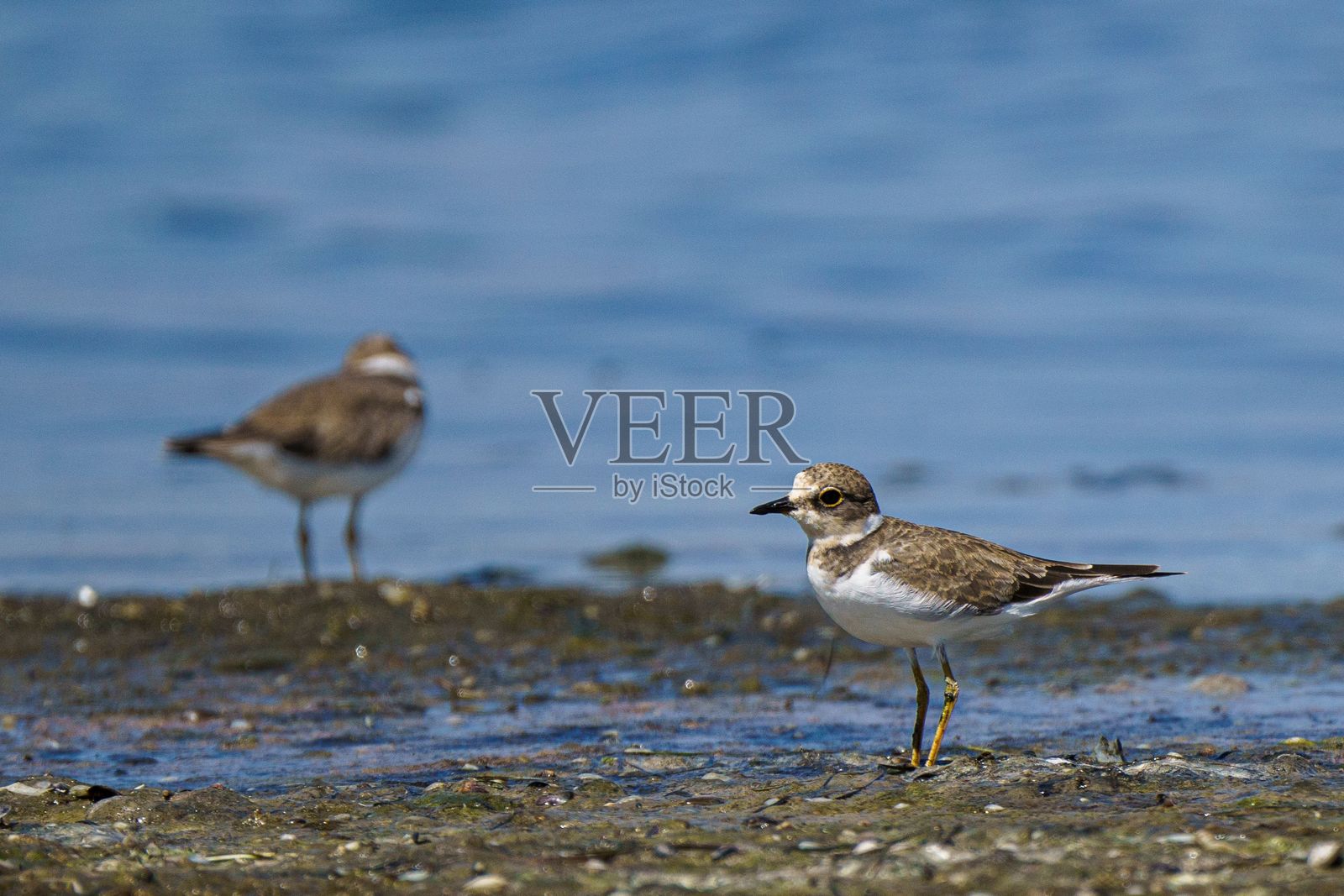岩石海岸上的 shorebirds照片摄影图片