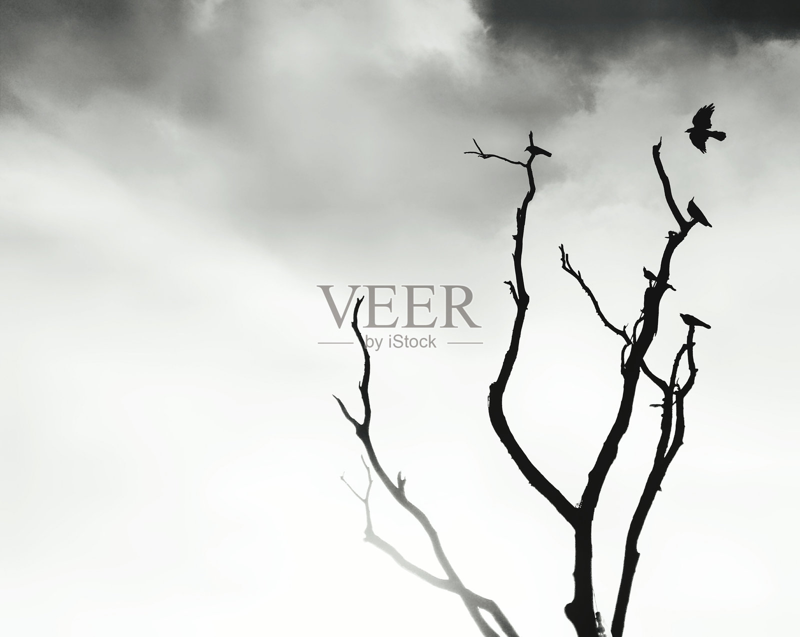 低角度视图的树木轮廓与天空相映照片摄影图片