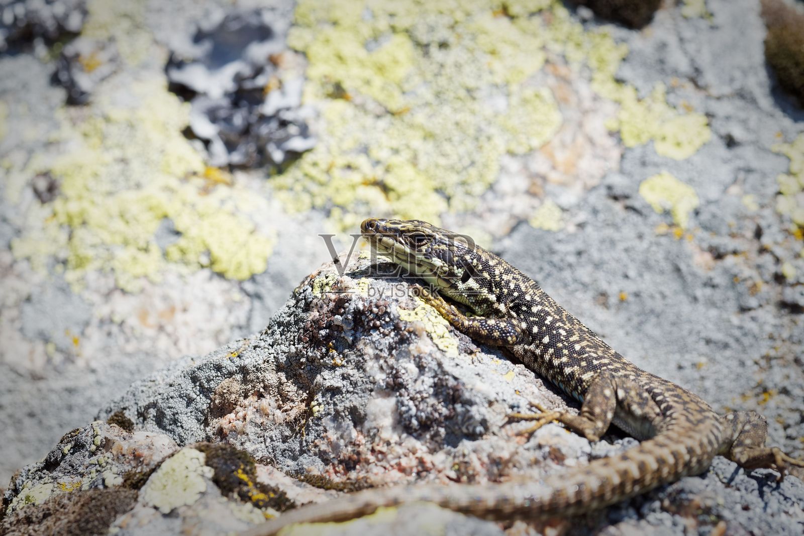 蜥蜴在岩石上晒太阳，背景是地衣。照片摄影图片