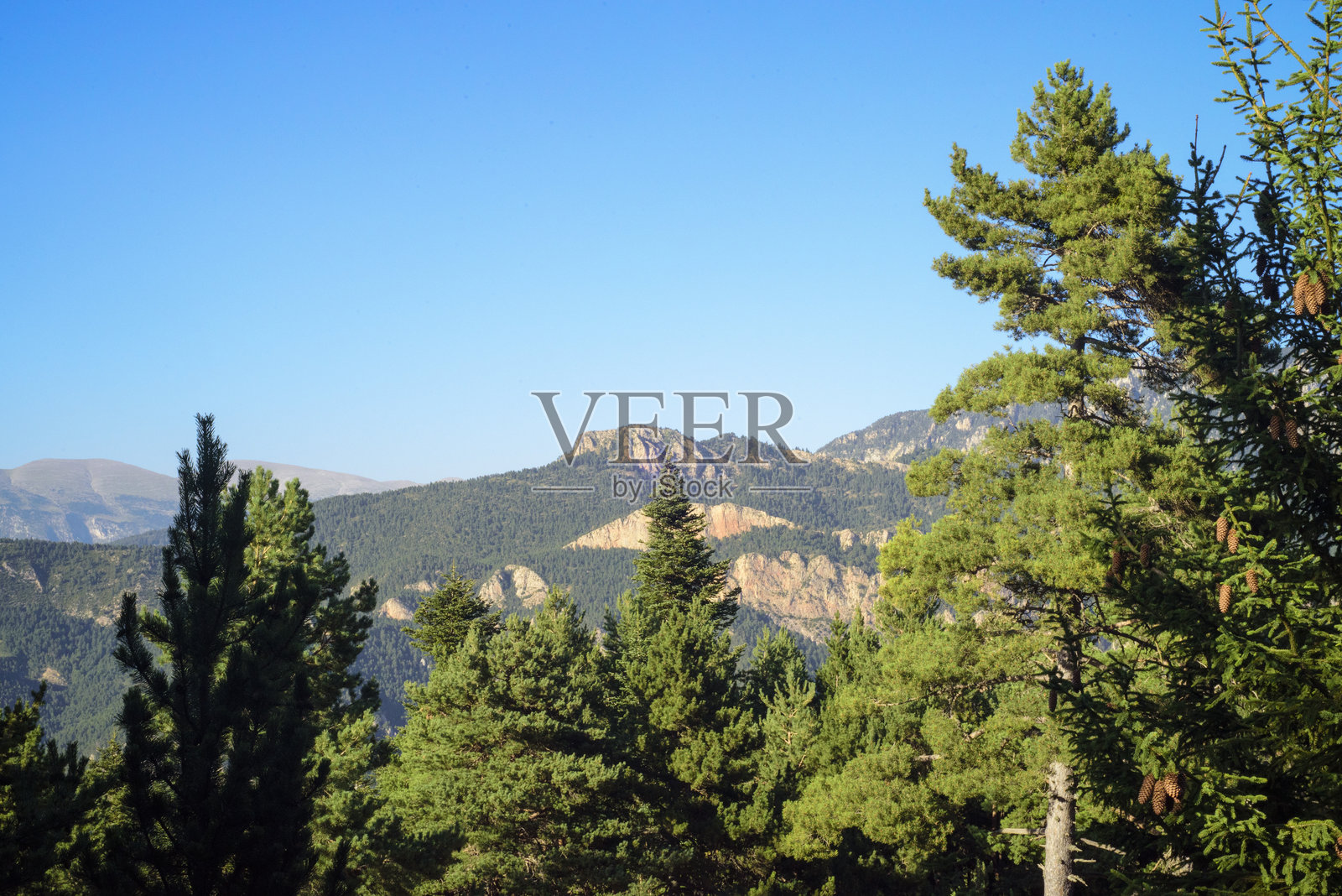 山地风景中的松树照片摄影图片