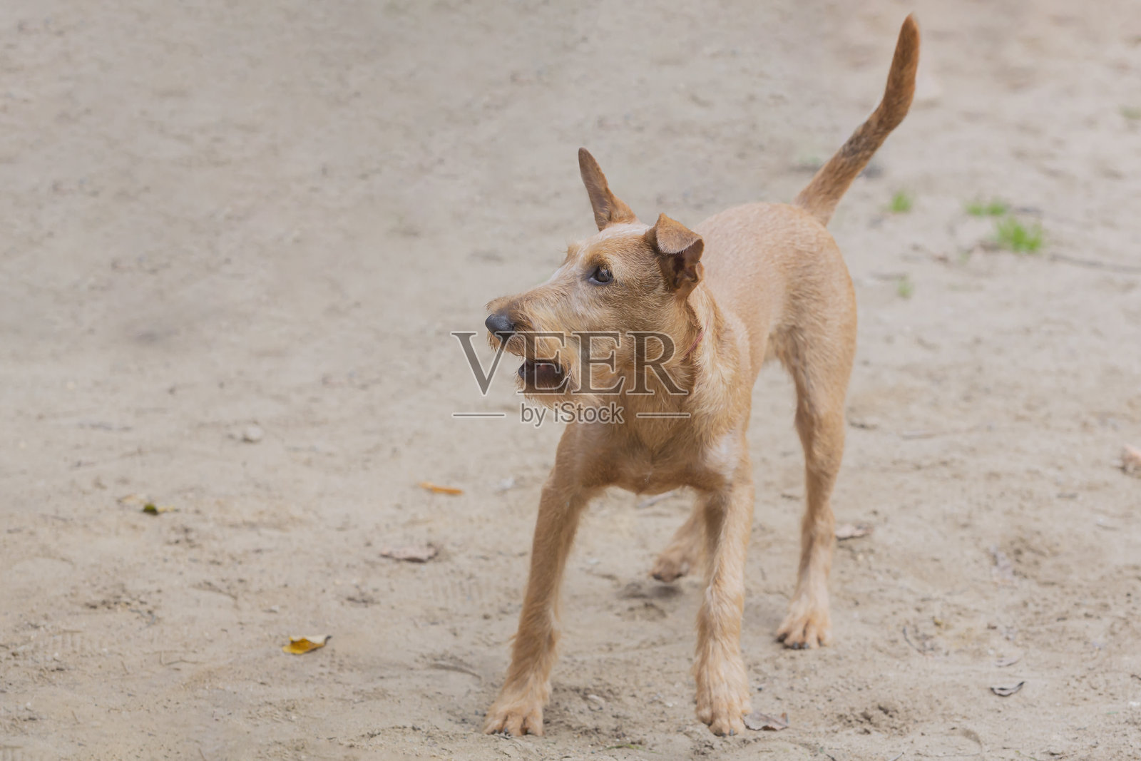 可爱的爱尔兰梗小狗在夏季户外的沙地草坪上摆姿势玩耍照片摄影图片