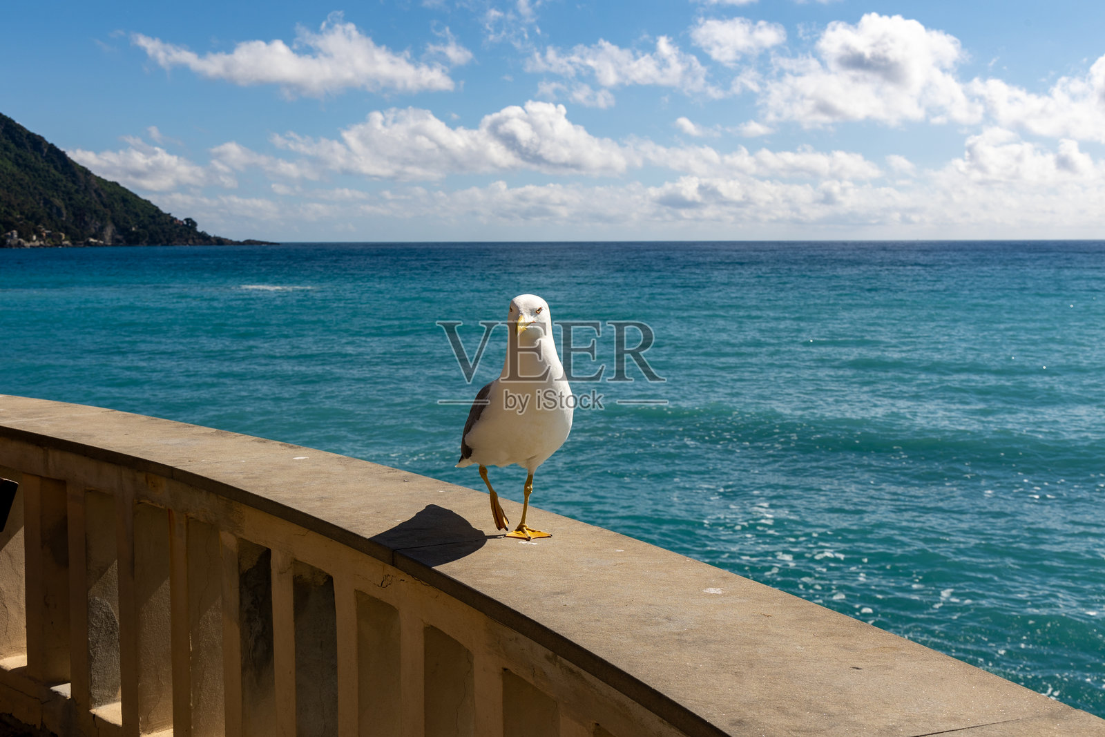 海鸥站在阳台上俯瞰大海照片摄影图片