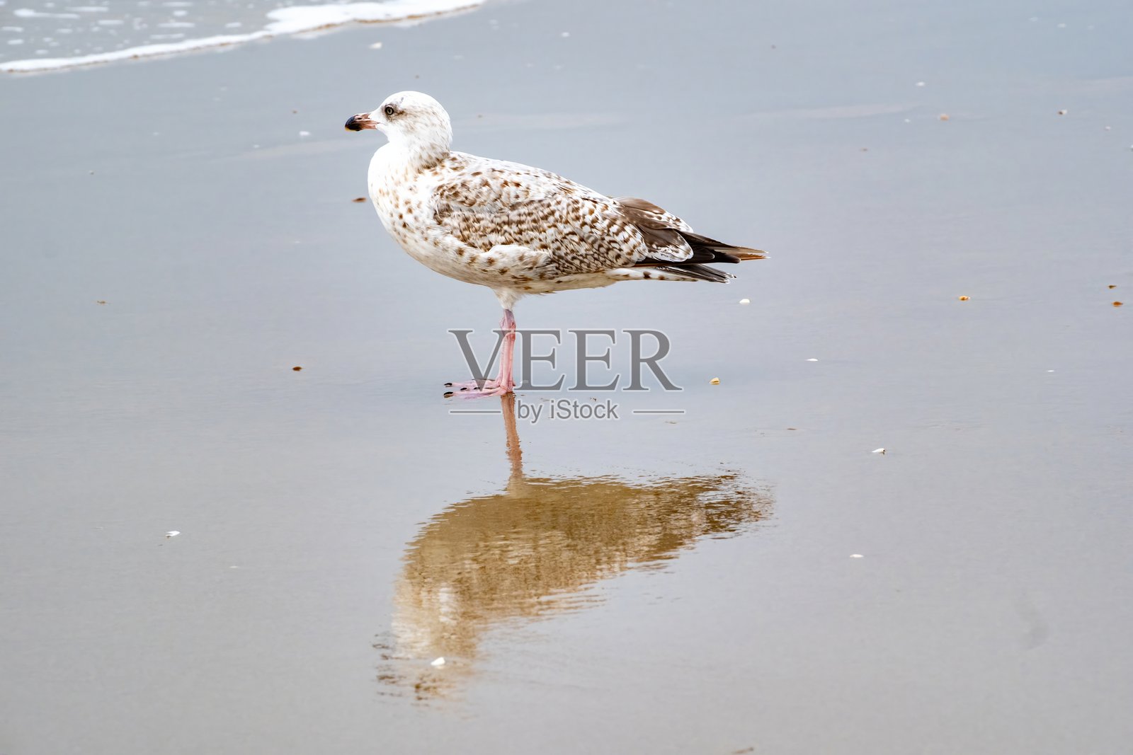 海鸥在海面上的倒影照片摄影图片