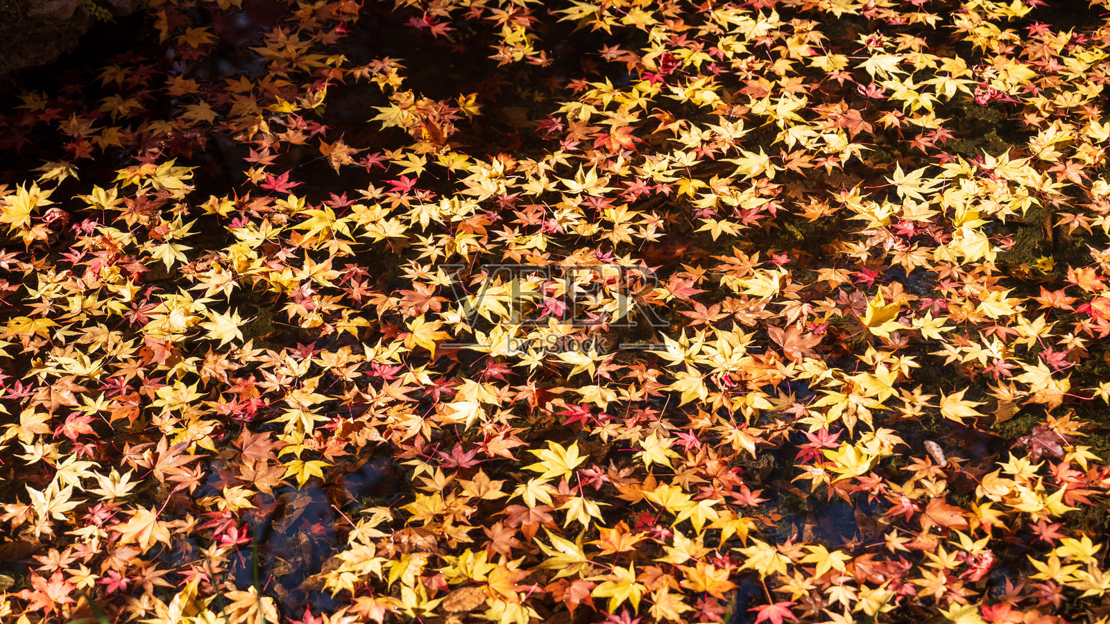 美丽的京都秋叶照片摄影图片