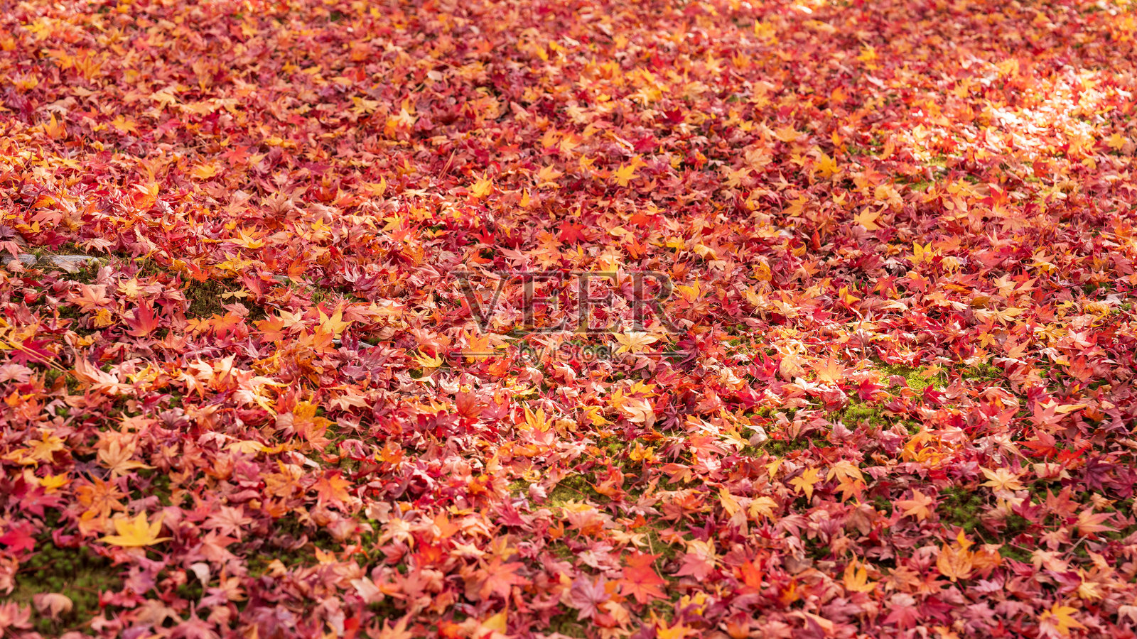美丽的京都秋叶照片摄影图片