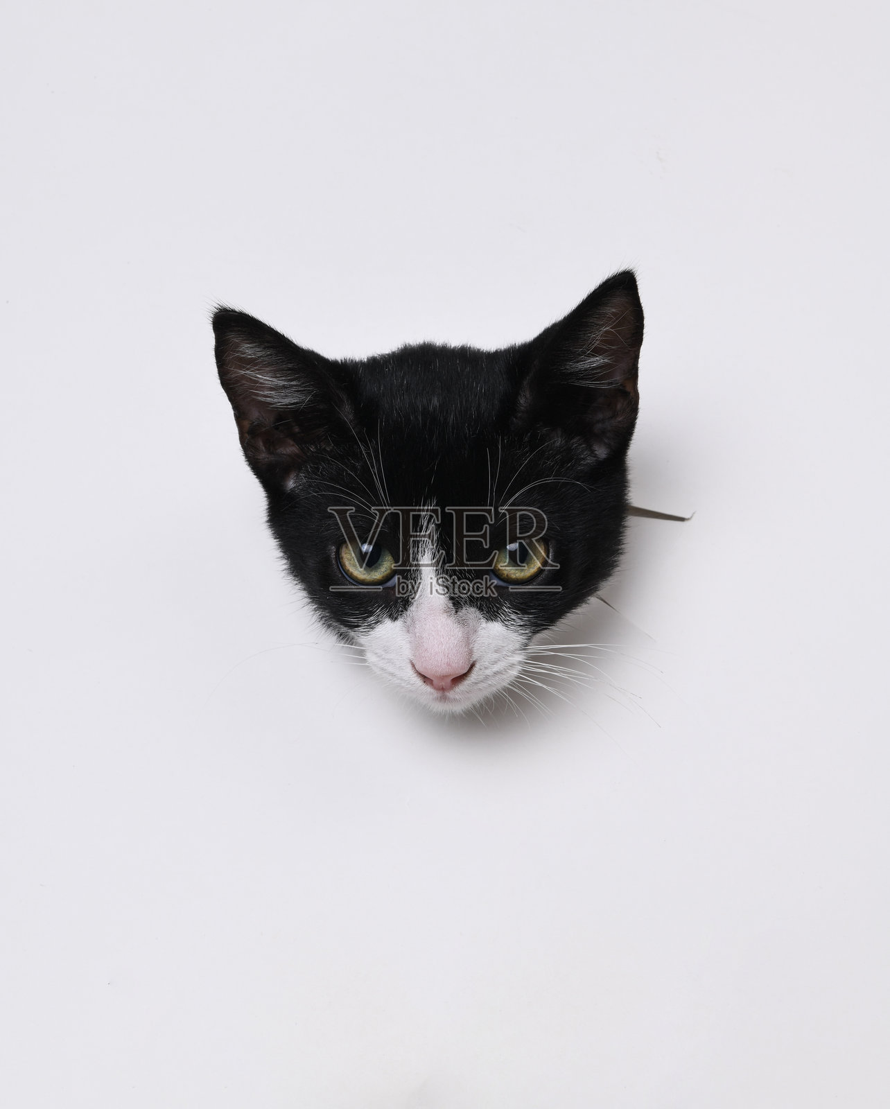 猫照片摄影图片