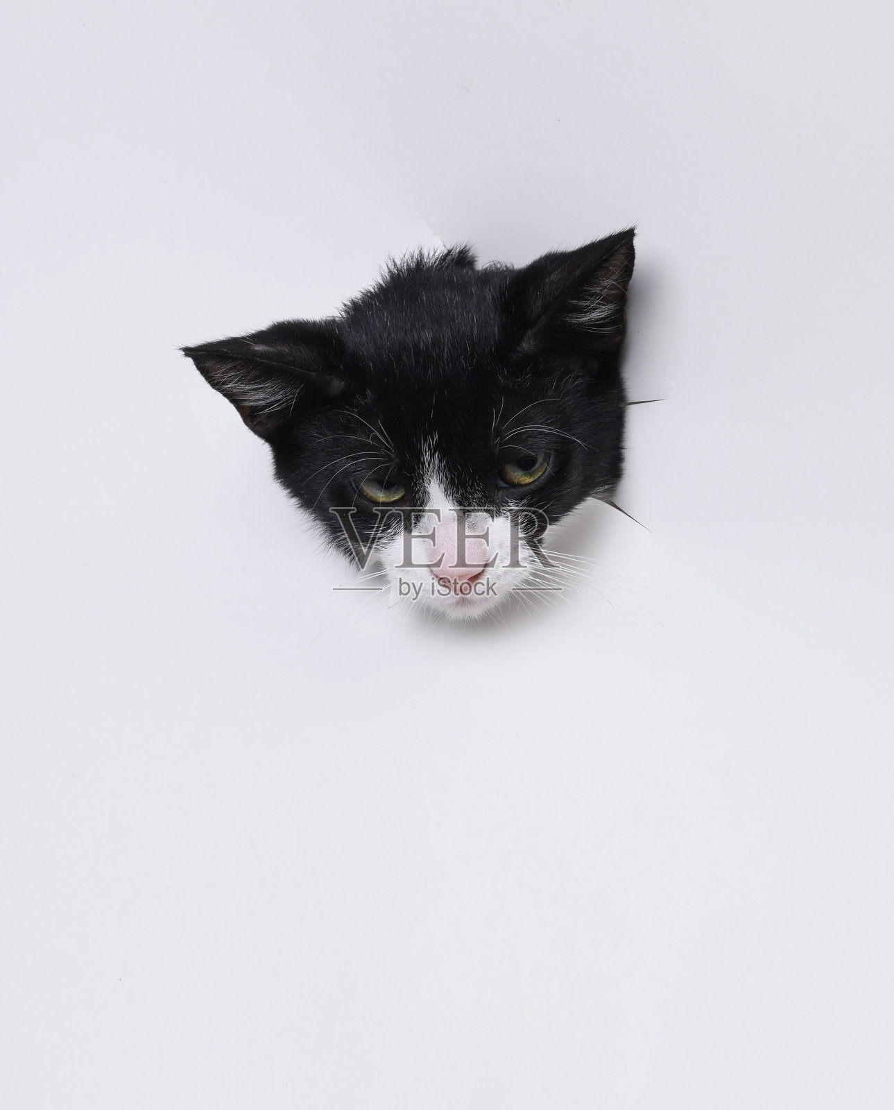 猫照片摄影图片