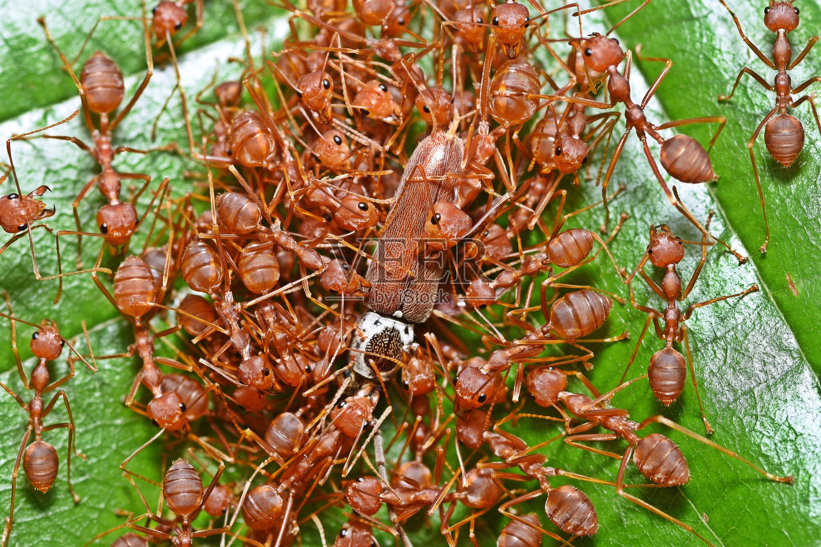 蚂蚁搬运昆虫回巢 - 动物行为。照片摄影图片