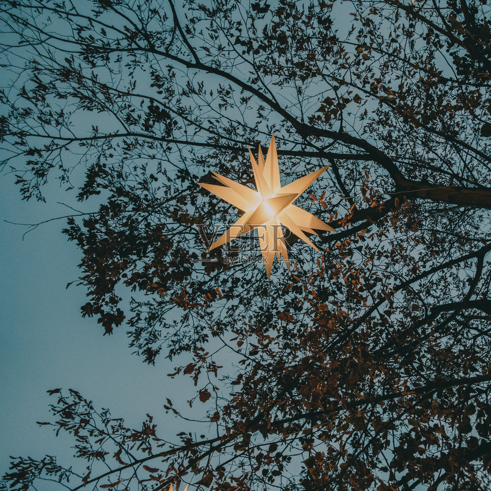 蓝色时光中光辉闪烁的圣诞灯饰挂在光秃的树枝上照片摄影图片