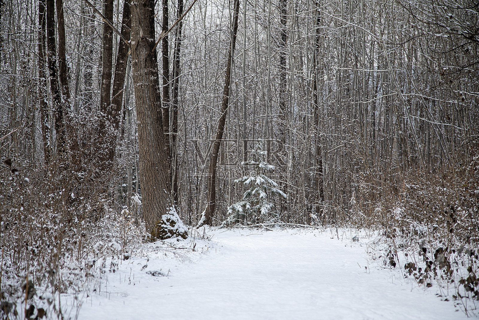 冬季风景照片摄影图片