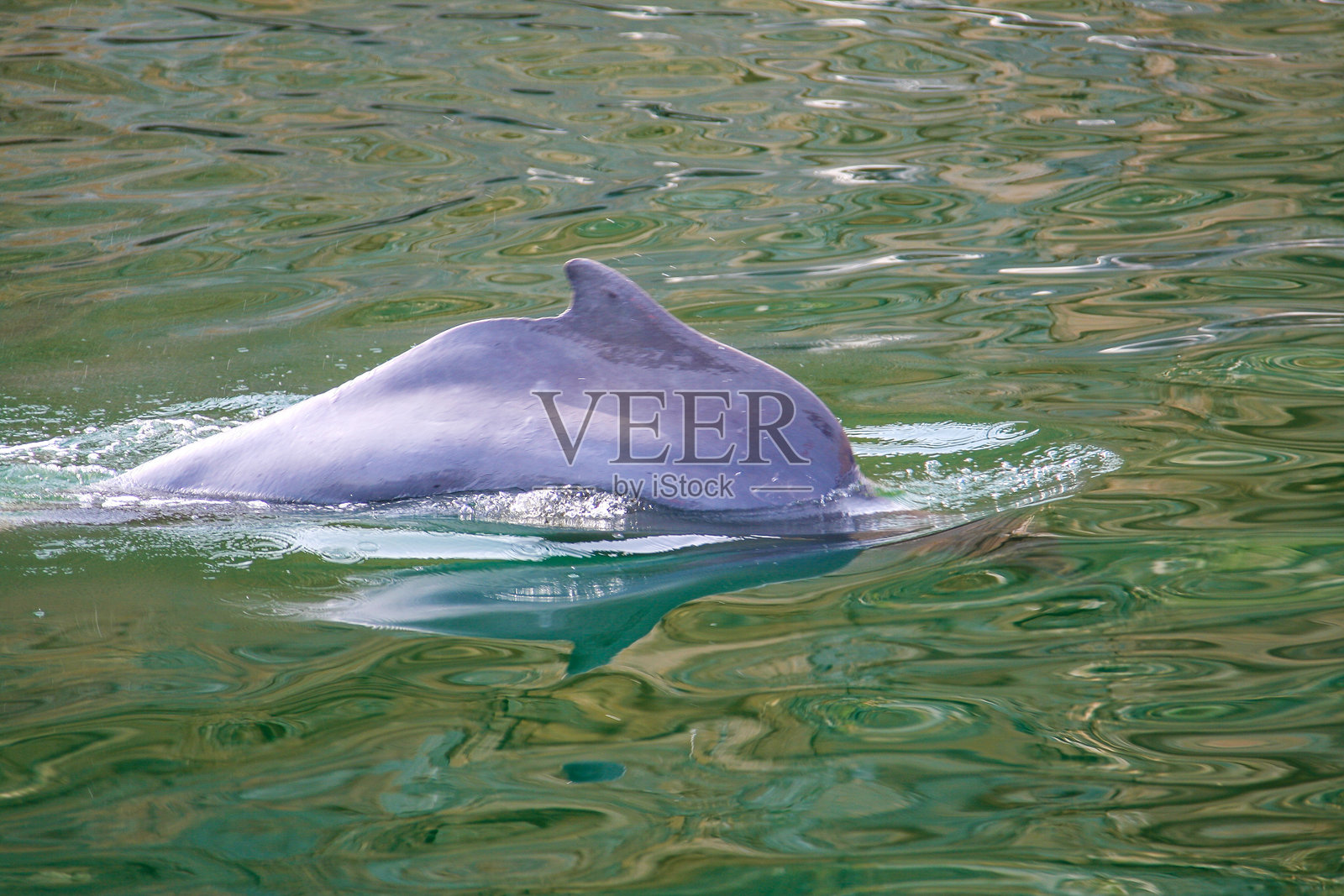 非洲动物照片摄影图片