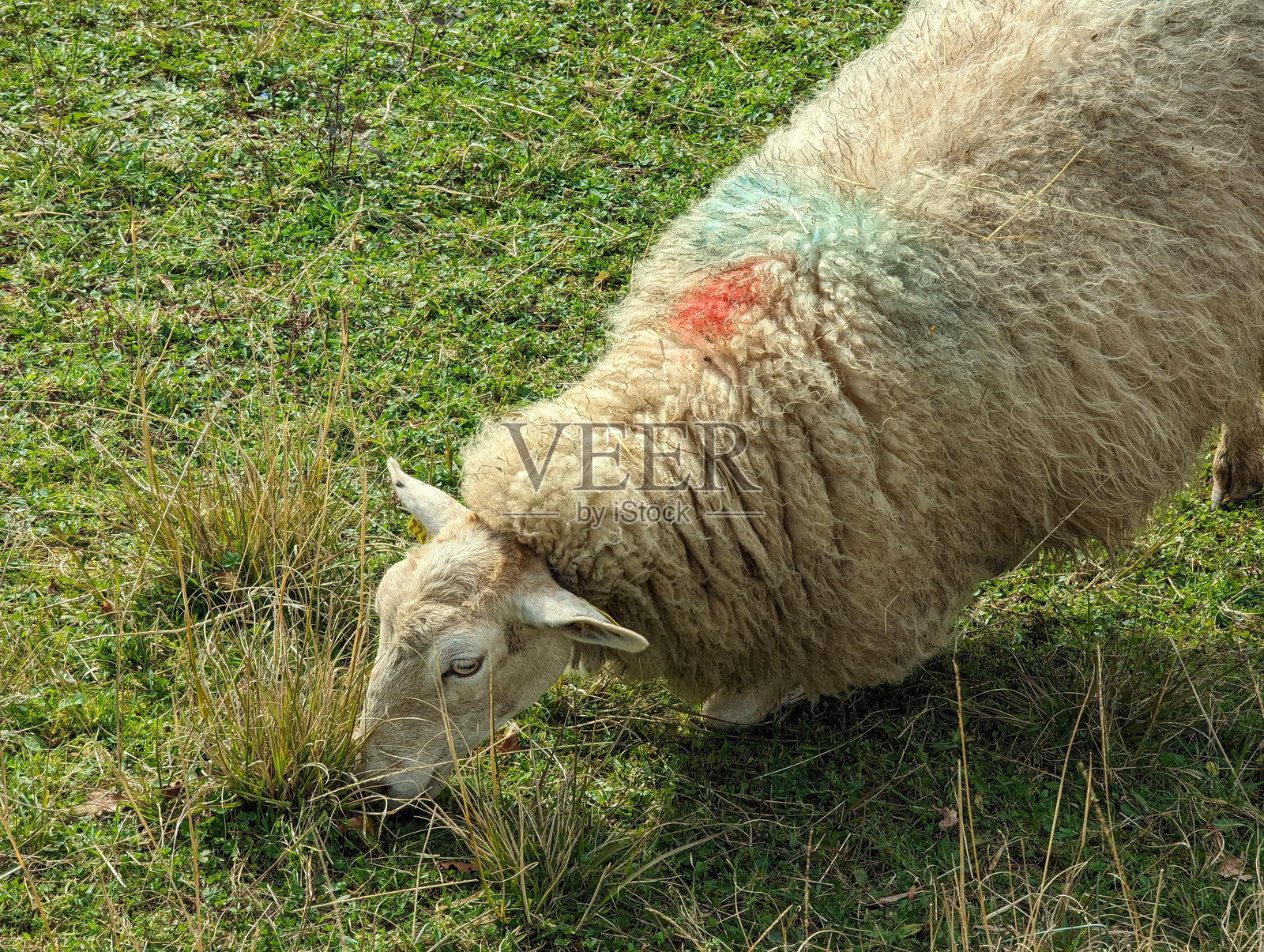 天上的牧羊照片摄影图片