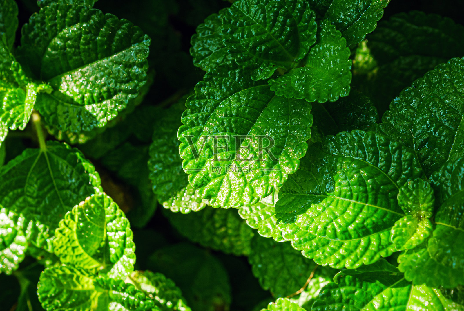 薄荷叶郁郁葱葱的特写，绿色薄荷叶的图案，俯视图。清新的有机背景。照片摄影图片