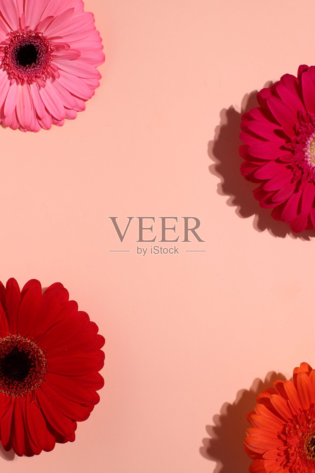 五彩缤纷的非洲菊花背景，花卉背景照片摄影图片