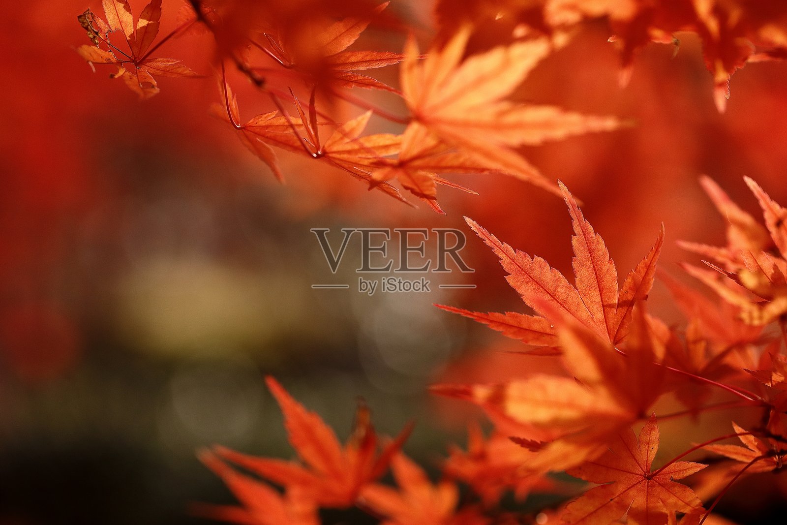 奈良的秋叶照片摄影图片