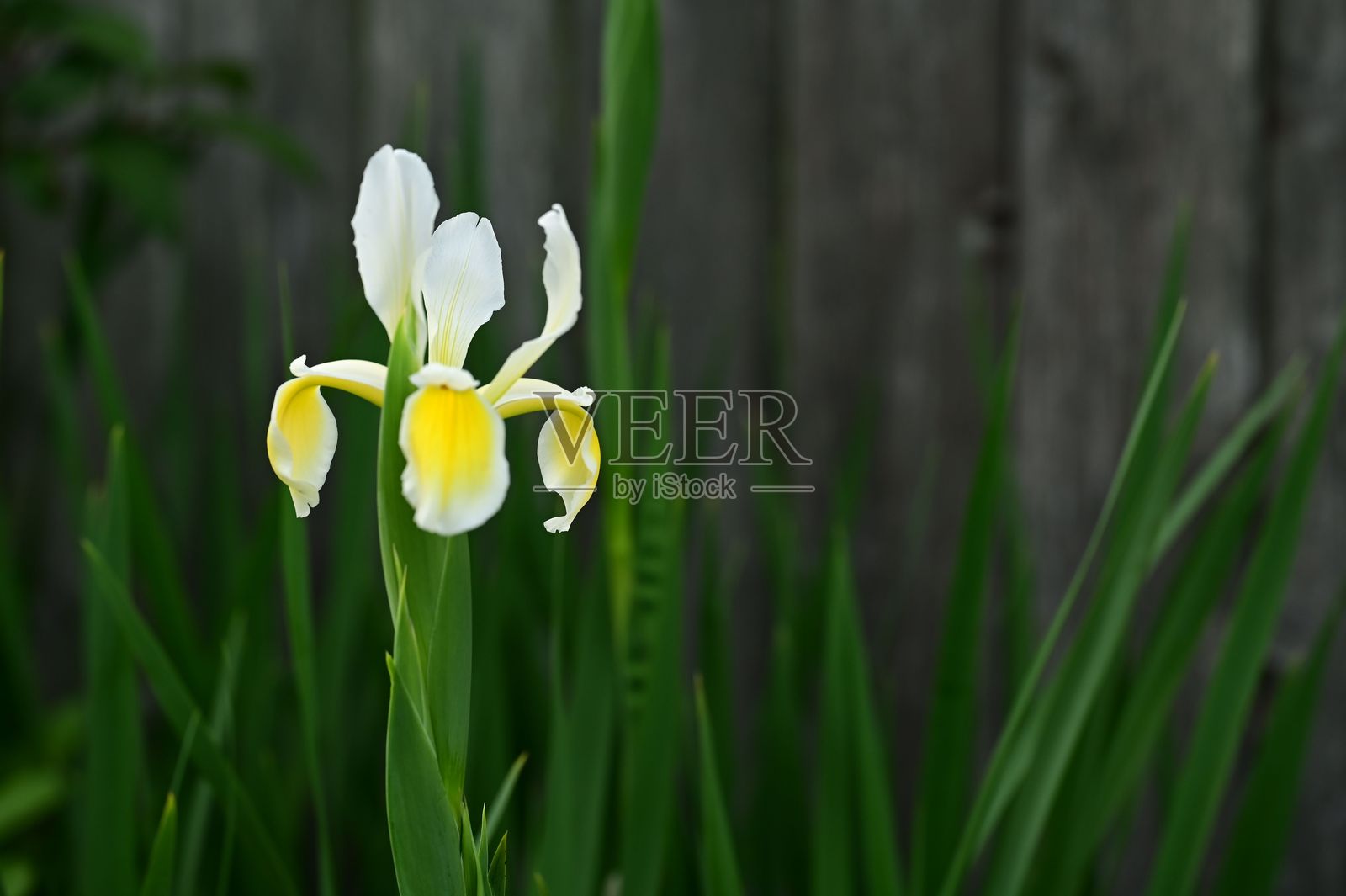 白色和黄色鸢尾花的特写，背景是模糊的木栅栏。照片摄影图片