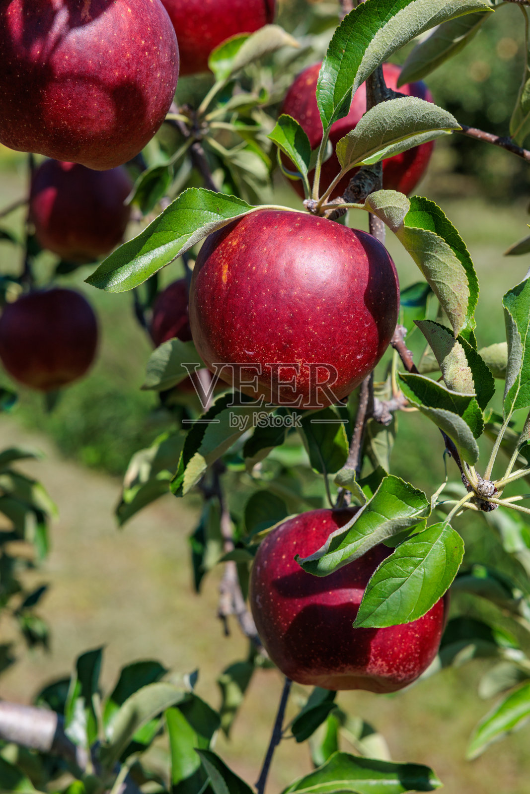 果园中美味苹果品种的聚会。照片摄影图片