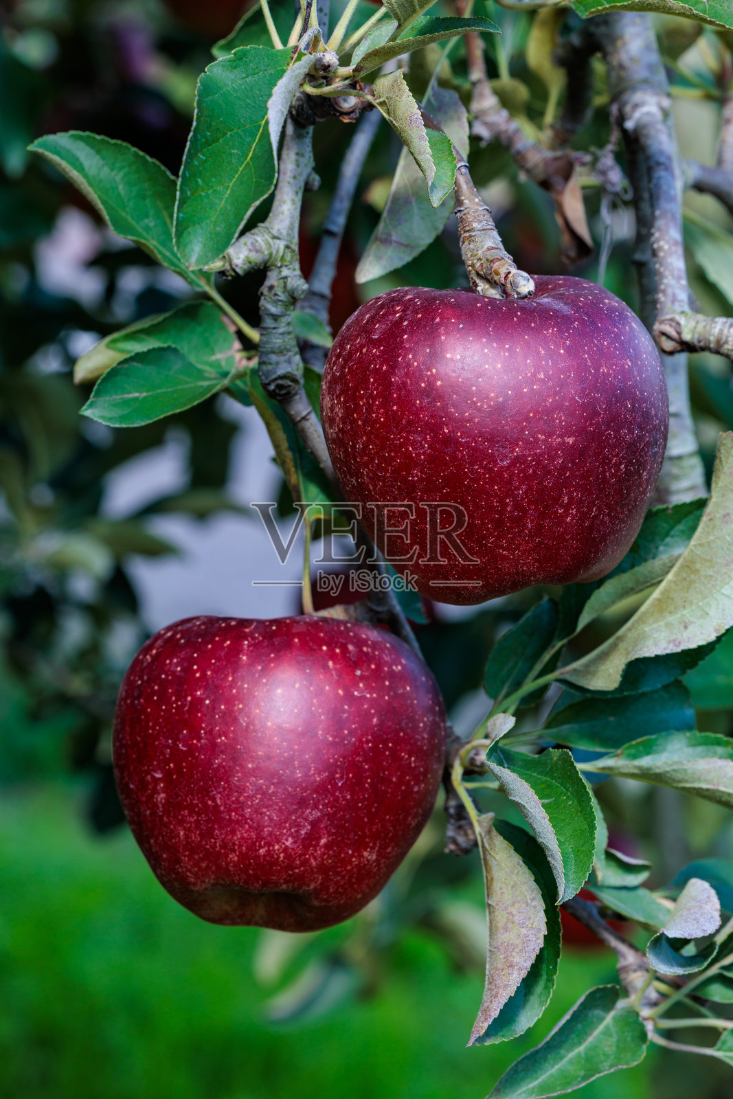 果园中美味苹果品种的聚会。照片摄影图片