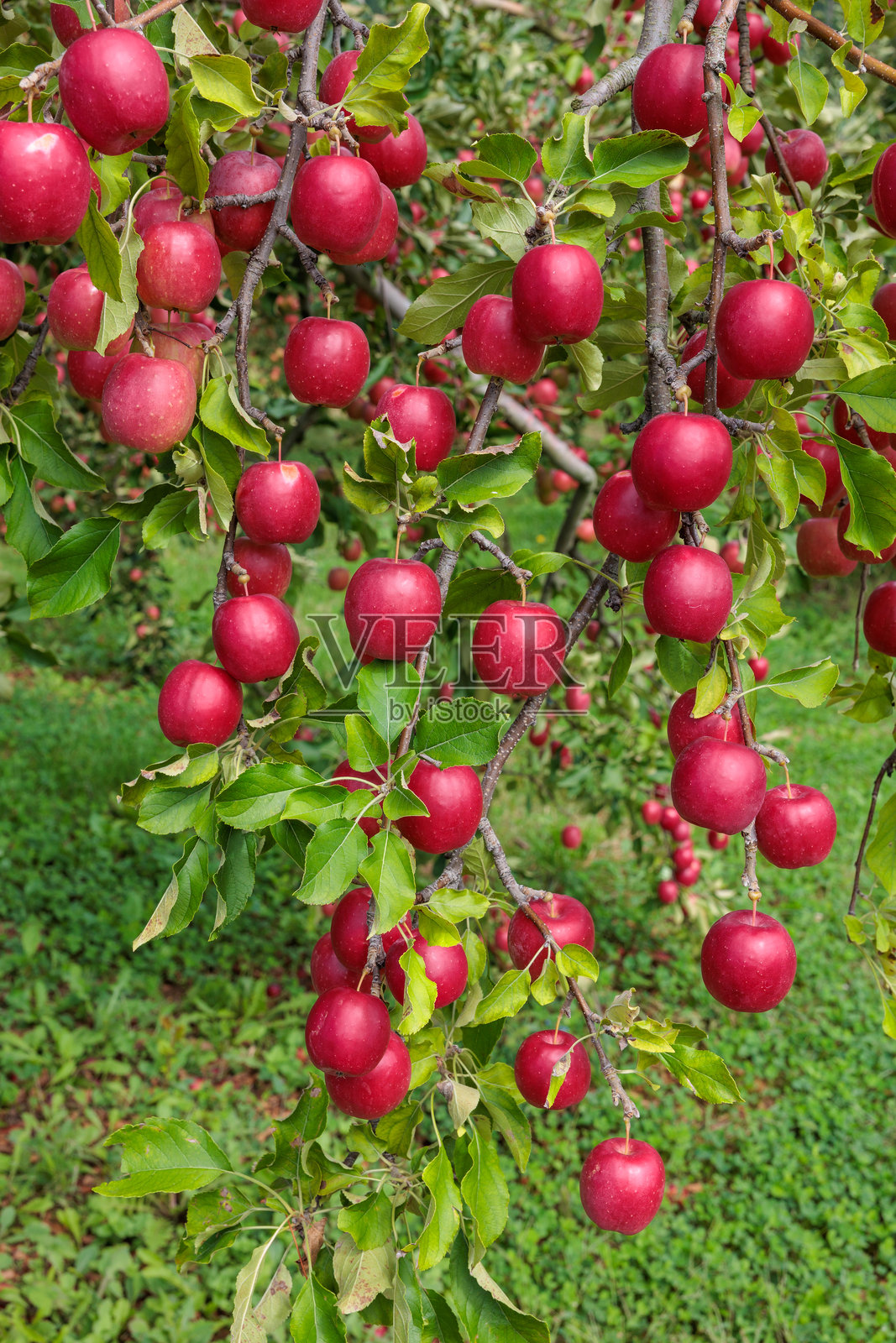 果园中的美味苹果品种阿尔卑斯少女。照片摄影图片