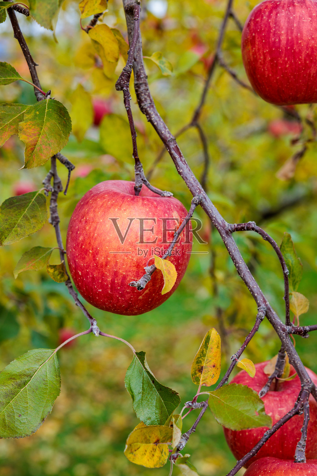 美味的三富士苹果来自即将收获的日本果园。照片摄影图片