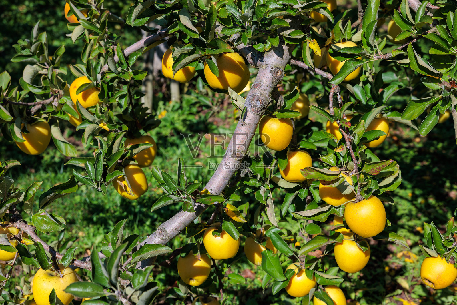 信浓金苹果，来自果园的美味苹果品种。照片摄影图片