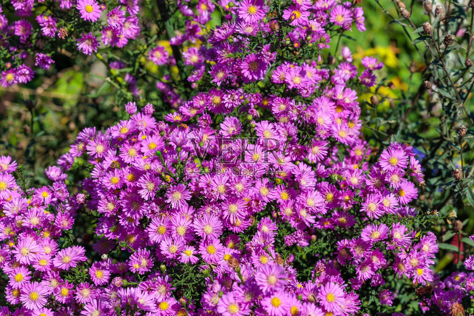 秋季花园中盛开的紫色重瓣紫菀花朵美丽动人。照片摄影图片