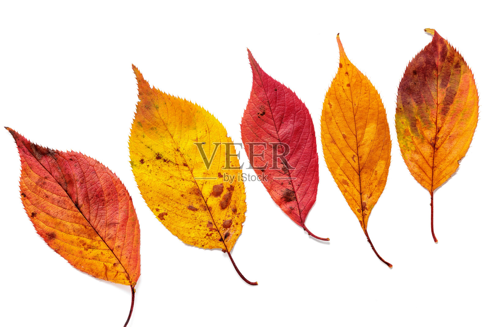 大量红色樱花叶。照片摄影图片