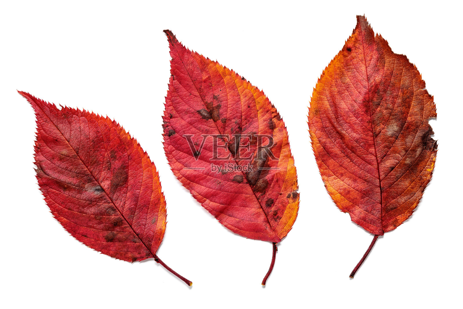 美丽的秋季樱花树叶。照片摄影图片