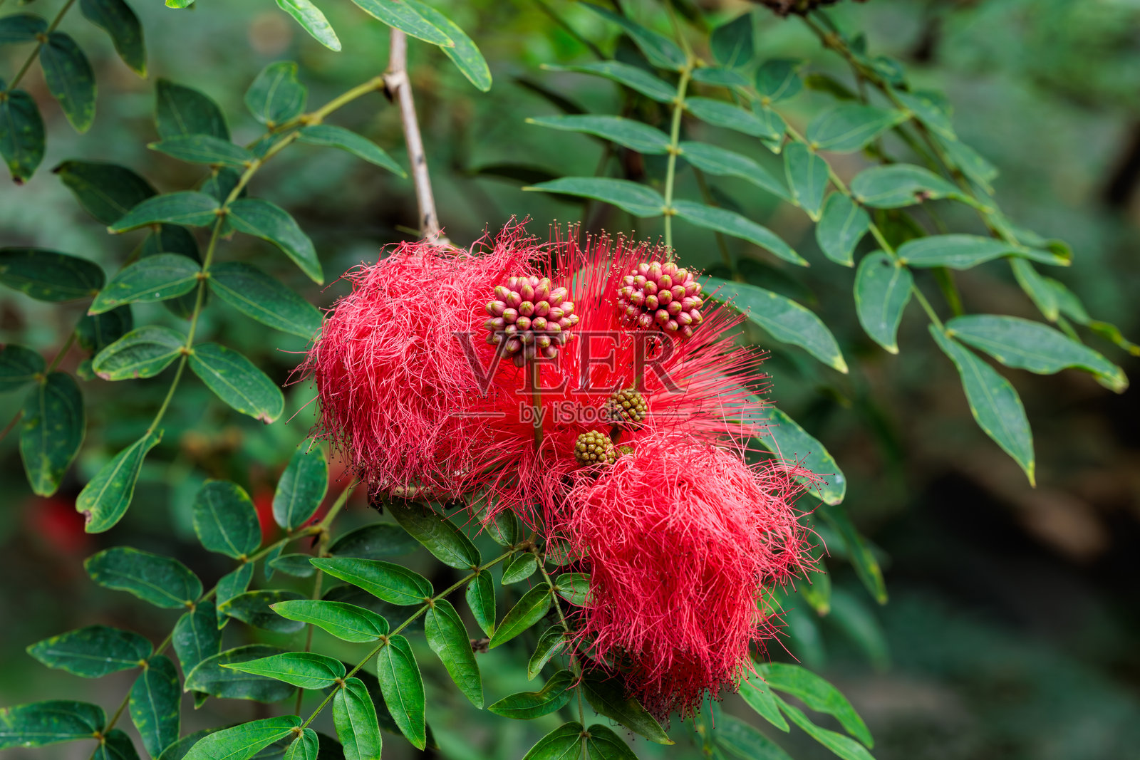 温室中盛开的红色花朵——血头花（Calliandra haematocephala）。照片摄影图片