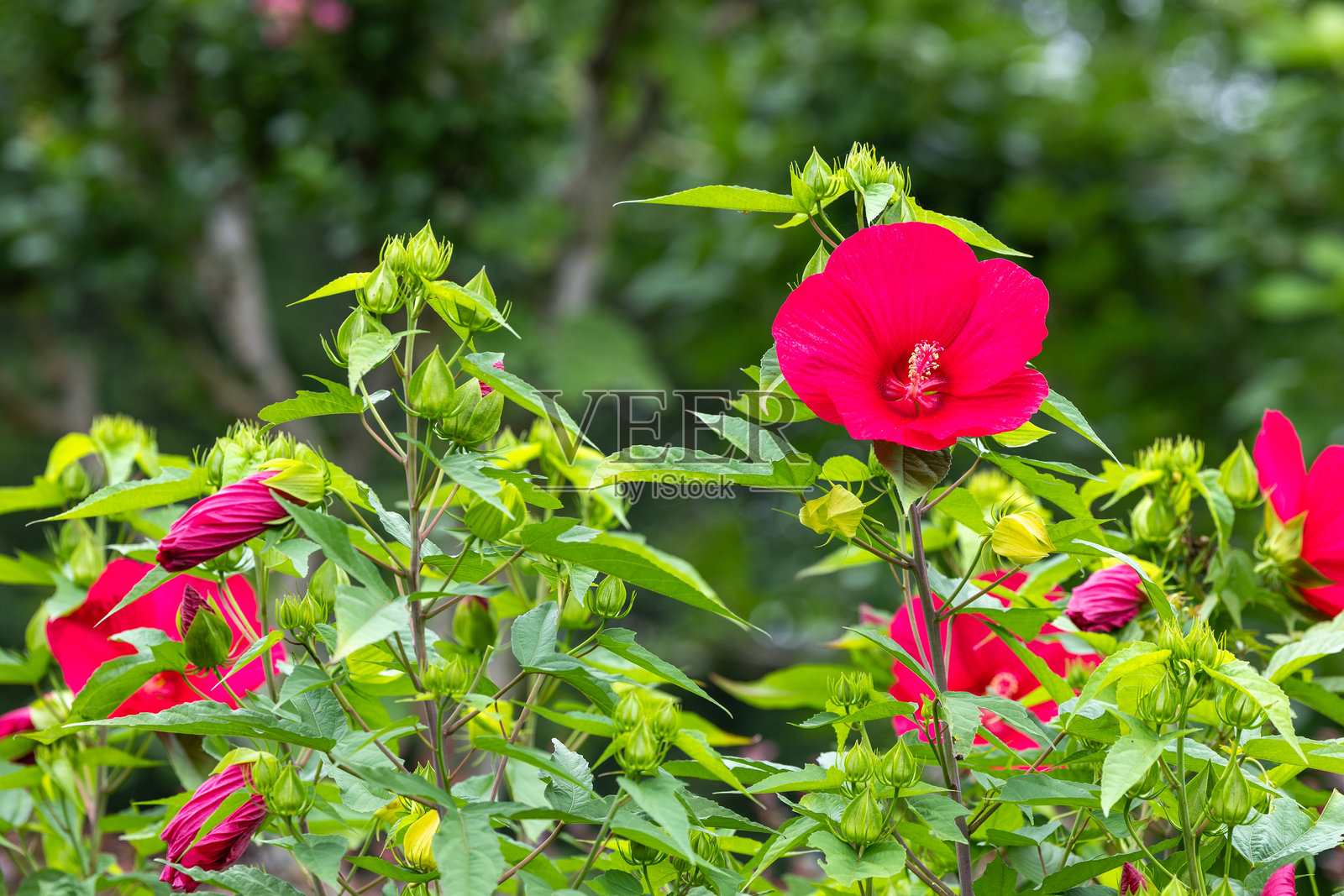 夏季花园中盛开的红色木槿花。照片摄影图片