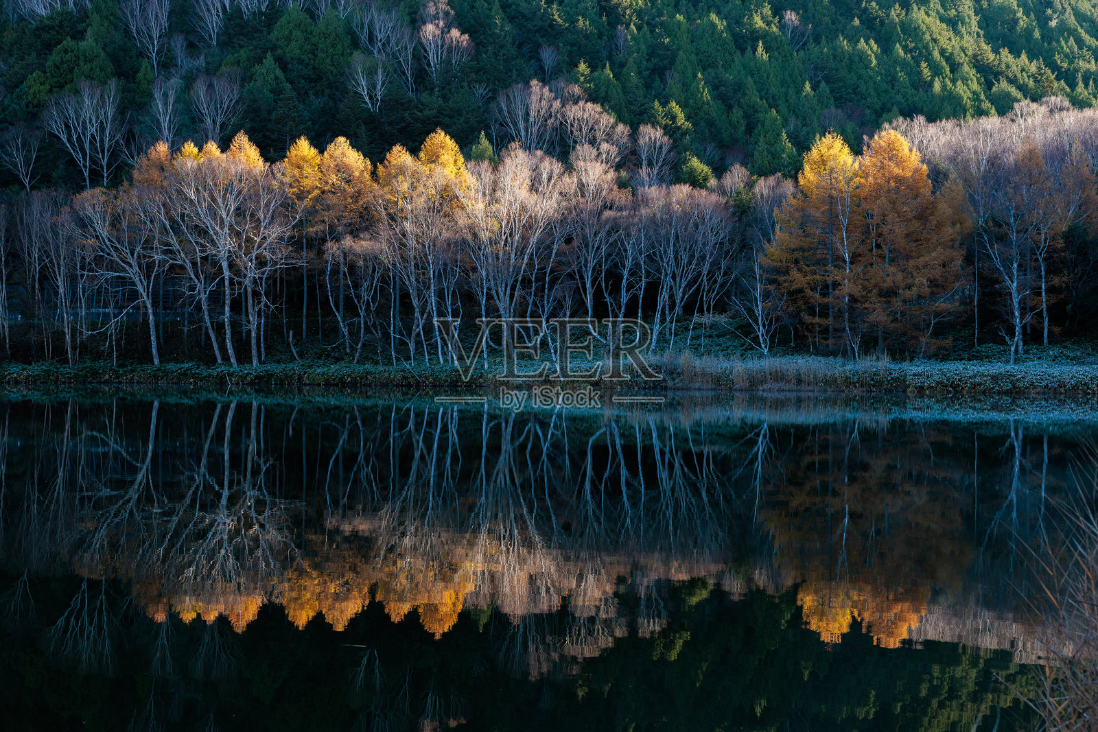 滋贺高原的木道池，神秘的秋晨树叶景色。照片摄影图片