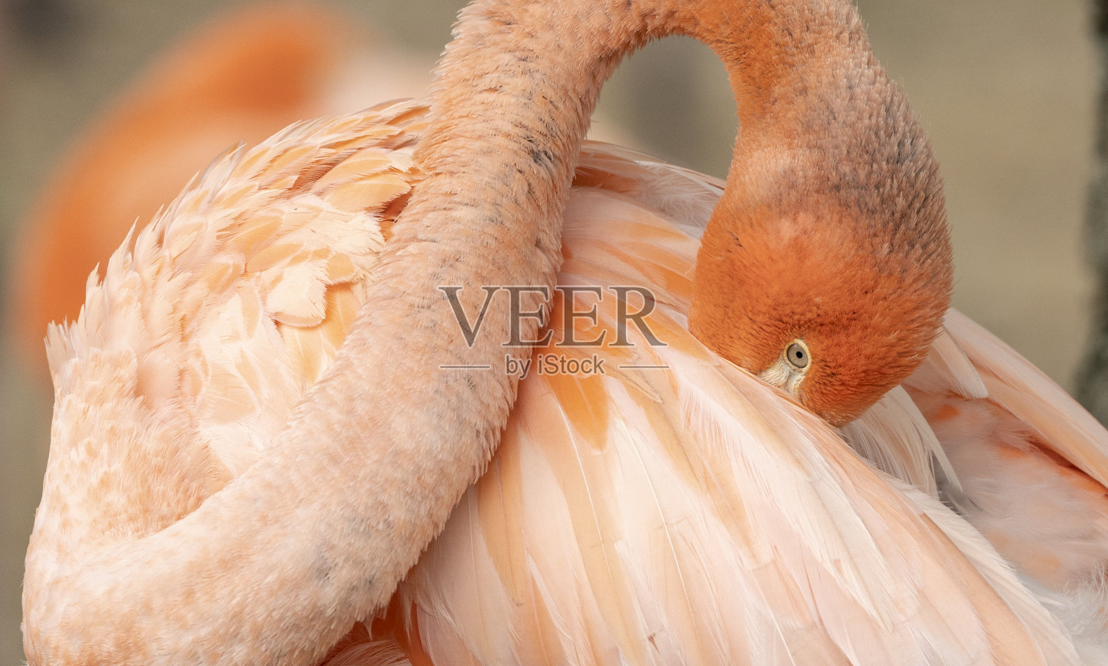 修整羽毛的粉色火烈鸟照片摄影图片