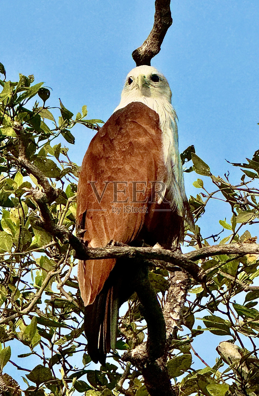 白头海雕照片摄影图片