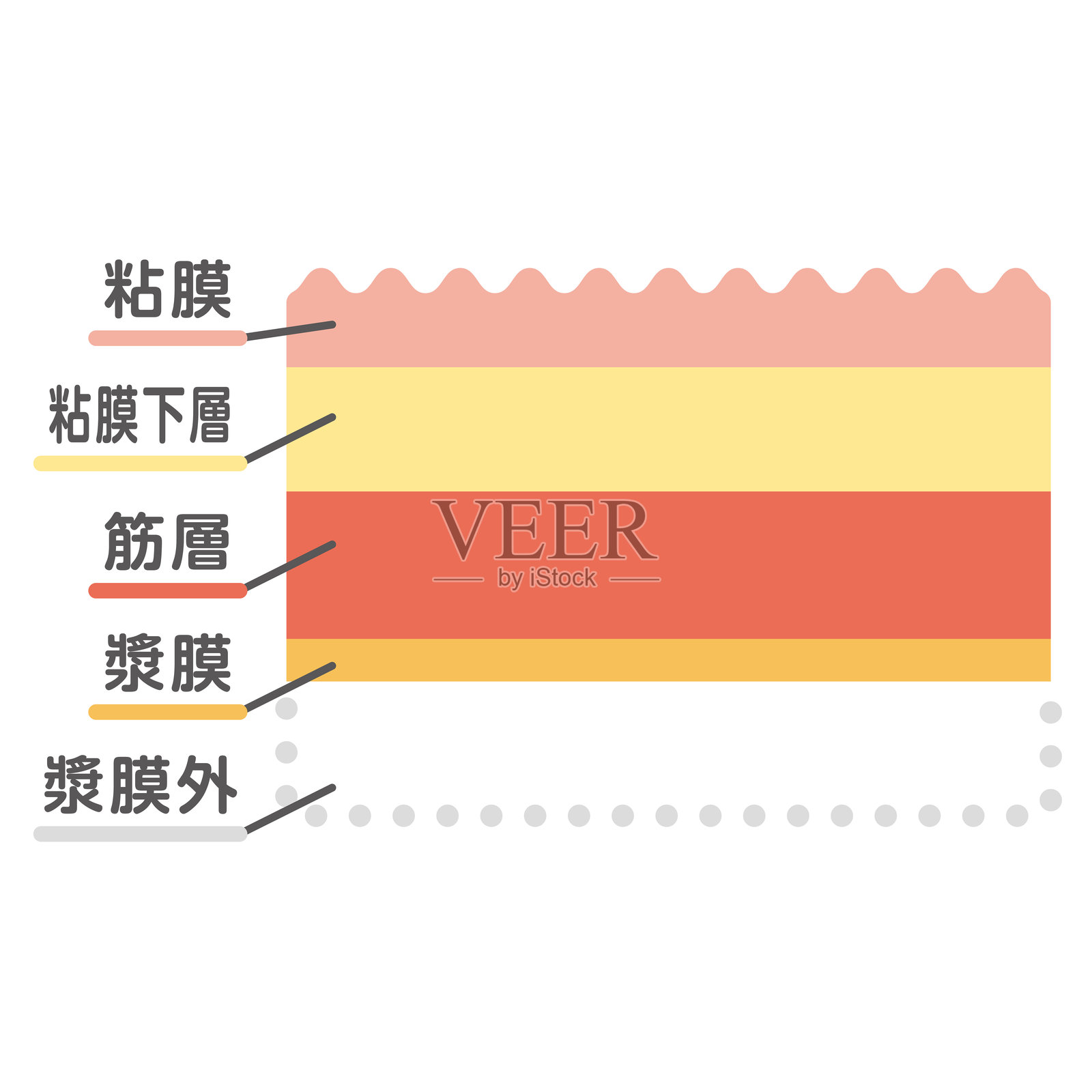 消化道黏膜的插图插画图片素材