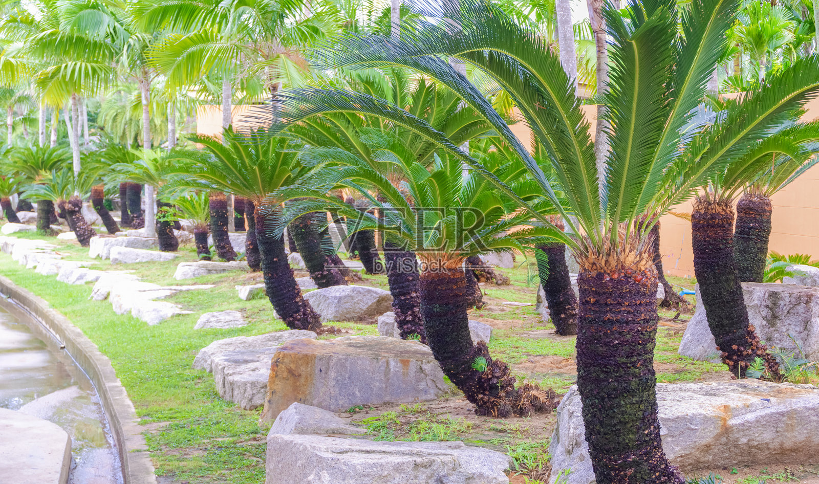 公共公园内美丽的石头热带 ornamental 花园中，一排苏铁与棕榈树。照片摄影图片