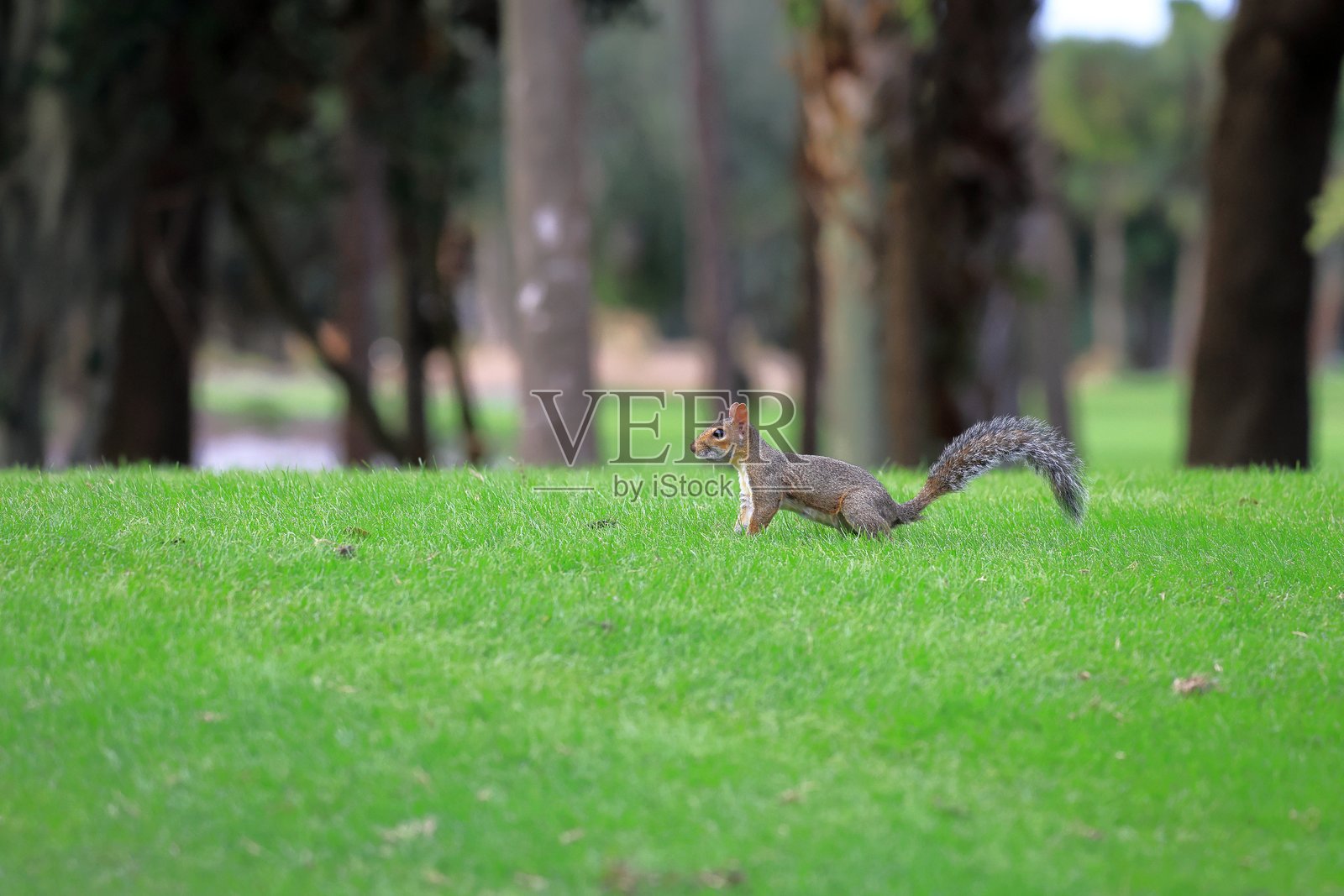狐松鼠照片摄影图片