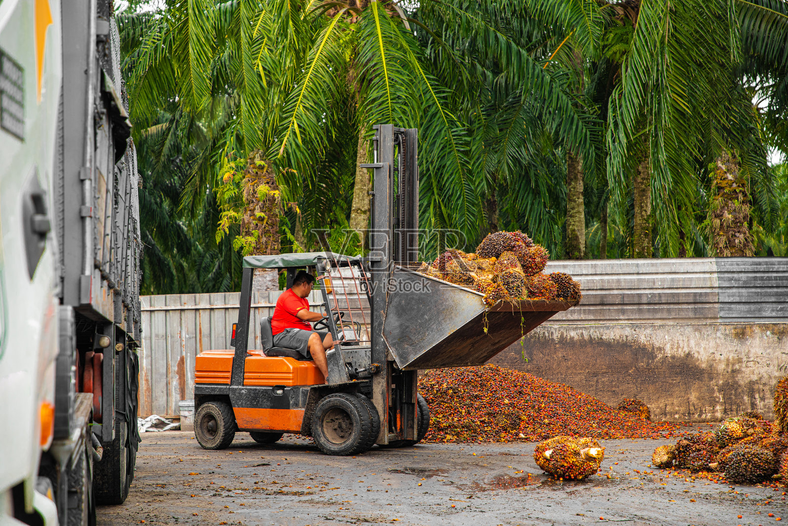 工人操作叉车卸载收获的棕榈油果照片摄影图片