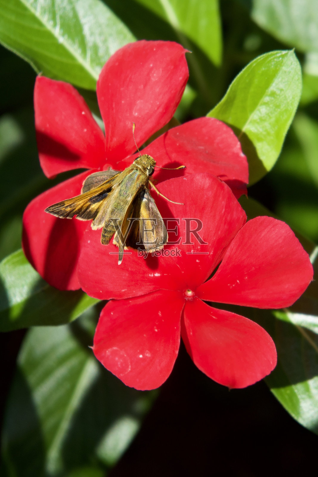 蛾子停在红色长春花上照片摄影图片